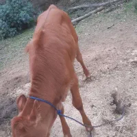 گاو دروگ محلی به همراه گوساله|حیوانات مزرعه|تولم شهر, |دیوار