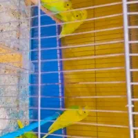 پرنده مرغ عشق