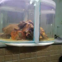 آکواریوم شیشه خم حلال