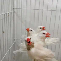 جفت فنچ کراواتی مولد