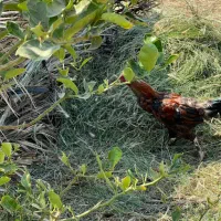 مرغ فروشی فوری|حیوانات مزرعه|رودان, |دیوار