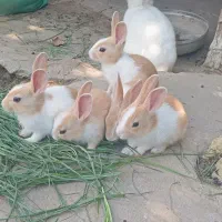 خرگوش|موش و خرگوش|گنبد کاووس, |دیوار