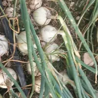 اجاره یک هکتار زمین کشاورزی واقع در شهرک انقلاب|اجارهٔ دفتر صنعتی، کشاورزی، تجاری|جیرفت, |دیوار