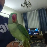 یک شاه طوطی نر شاه تخم یک جفت ملنگو شیطون و ملوس|پرنده|تهران, دردشت|دیوار