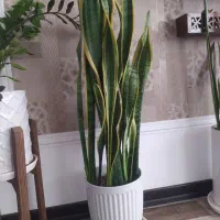 سانسوریا و زاموفیلیا|گل و گیاه طبیعی|قم, امامزاده ابراهیم|دیوار