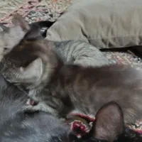 گربه بچه|گربه|گرگان, |دیوار