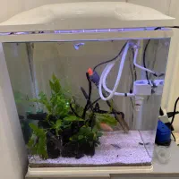 اکواریوم اماده با ماهی|ماهی|مشهد, نیروی هوایی|دیوار