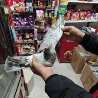 یک عدد کفتر سرور پرشی تیپی