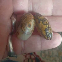 مهره یشم وسلطانی کهنه