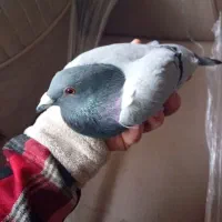 کبوترمسافتی آلمانی|پرنده|آمل, |دیوار