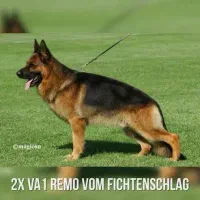 سگ ژرمن اصیل باشجره نوه رمو