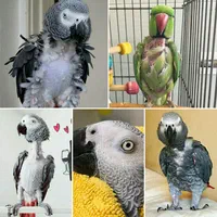 خریدو فروش طوطی کاسکو سخنگو  پرکن / صاف