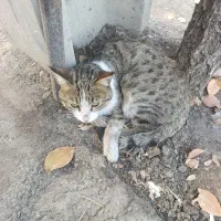 واگذاری رایگان گربه آسیب دیده