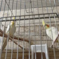 فروش انواع نژاد عروس هلندی مولد و جوجه|پرنده|ایلام, |دیوار