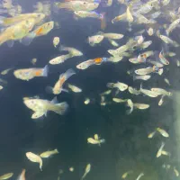 ماهی گوپی|ماهی|هشتگرد, شهرک ایران خودرو|دیوار