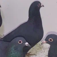 زاغ کرمونی 500