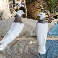 کبوتر طوقی