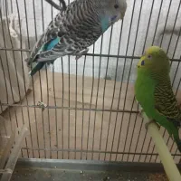 پرنده مرغ عشق|پرنده|تهران, هفده شهریور|دیوار