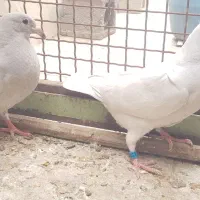 کبوتر الماسی