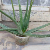 زیبا|زیورآلات و اکسسوری|سرپل ذهاب, |دیوار