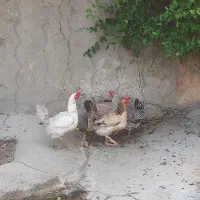 مرغ تخم گذار