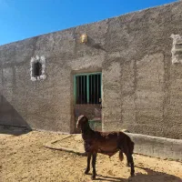 بره نر همو قزل افشاری