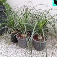 گل و گیاه، لیندا و دراسنا طلایی مفت