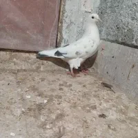 کبوتر گرفتنی توحیدشهر