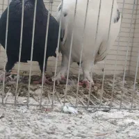 کبوتران خوب کفتر شناس باشی میفهمی|پرنده|بیرجند, |دیوار