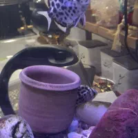 اکواریوم شرکتی باتجهیزات وماهی|ماهی|قم, نوبهار|دیوار