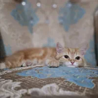 گربه بریتیش گارد فیلد تبی نر|گربه|تبریز, |دیوار