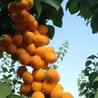 توزیع و فروش نهال زردآلو انبه ای