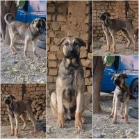 سگ توله پژدر نر