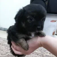 توله پاکوتاه دوماهه|سگ|کیاشهر, |دیوار