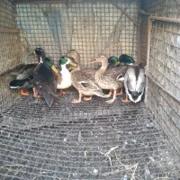 اردک پروازی