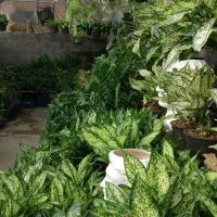 کارت گم شده