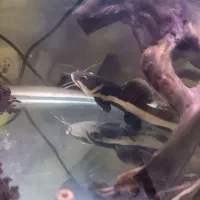 ماهی ردتیل|ماهی|اردبیل, |دیوار