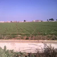 اجاره-زمین-مزروعی-کشت-سیر