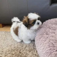 توله های شیتزو سوپر فلت