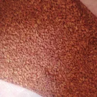 گندم بذر دیم پرآو