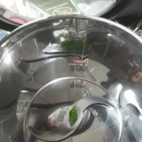 سبزی خردکن دسینی اصل ایتالیا مینی فرز گازمسافرتی|خردکن، آسیاب، غذاساز|تهران, خلیج فارس|دیوار