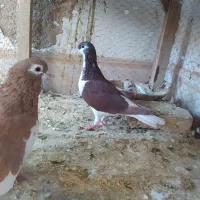 نر و ماده خال امری|پرنده|کاشمر, |دیوار