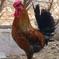 فروش تخم نطفه دار مرغ عربی