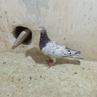 سار هفترنگ قره پولکی سبز