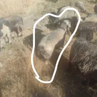 فروش یه جفت میش جوان