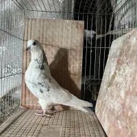 بوم‌کبوتر