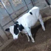 گوساله نر سیمیتال