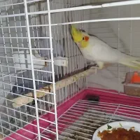 فروش عروس هلندی|پرنده|فولادشهر, C3|دیوار