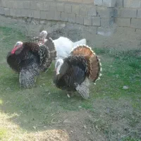 بوقلمون محلی