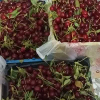 آلبالو پیوندی درجه یک